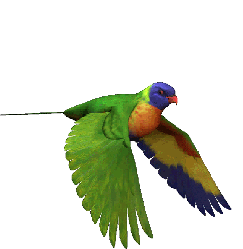 Bird